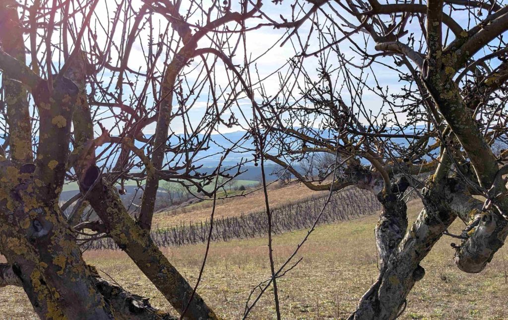 Branches d'arbre fruitier au premier plan et vigne en arrière plan